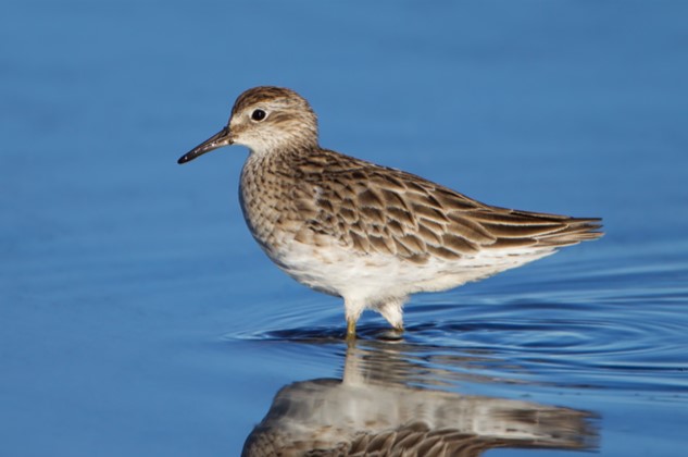 Australian Sharp tailed sandpiper