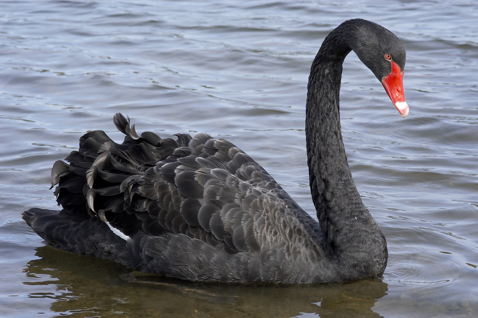 bigstock_Black_Swan_63382