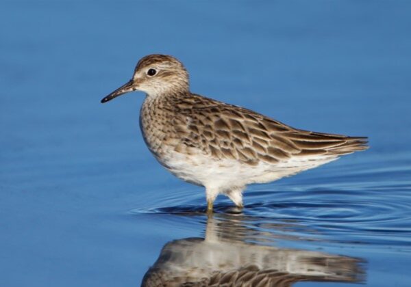 Australian Sharp tailed sandpiper